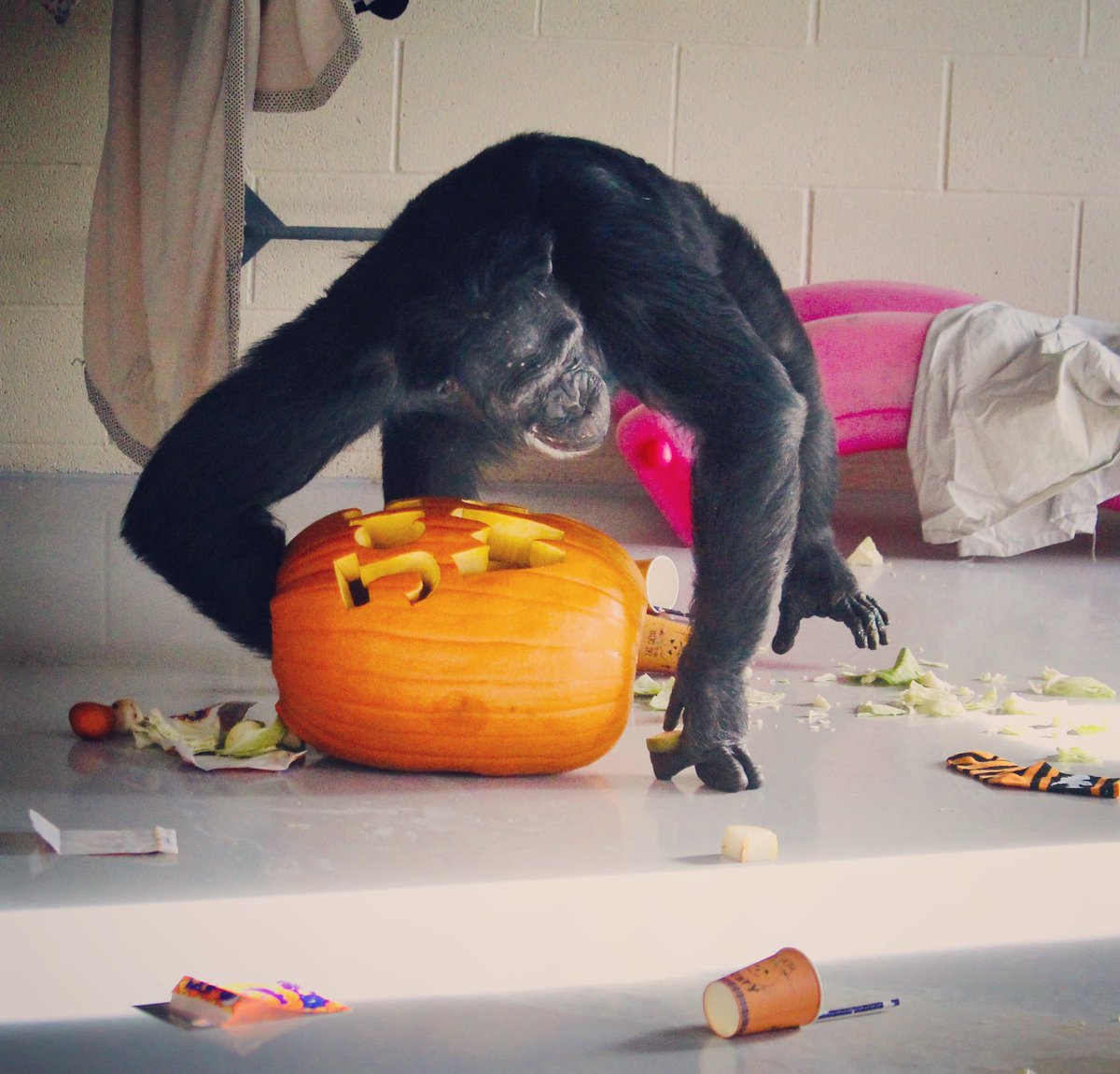 This 42 year old had a pretty great birthday. All treats and only good tricks. Happy JAMIEWEEN! 🎃#jamieween #chimpsnw #chimpanzee #sanctuary #thisishalloween #halloween #primatesanctuary