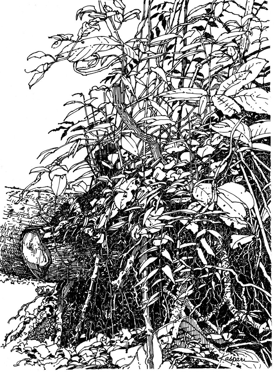 #Inktober the 31st, a plein air pen & ink drawing of a tip-up on Barro Colorado Island. The fallen tree’s upended rootball has become a miniature rainforest. Sort of a tangled bank. #lifedrawing #sciart #tropicalnature