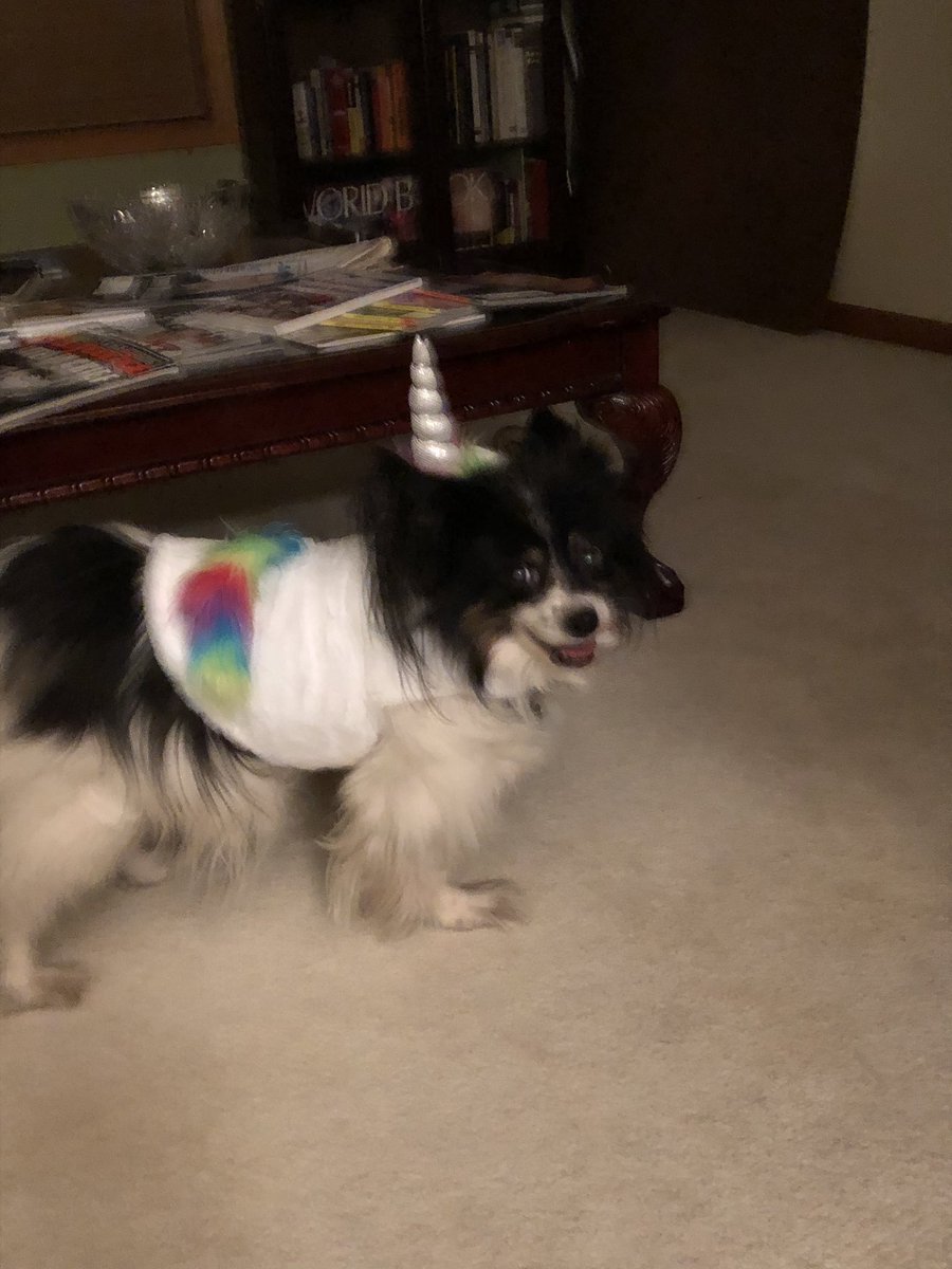 Bijou hates costumes. She will get back at me later.