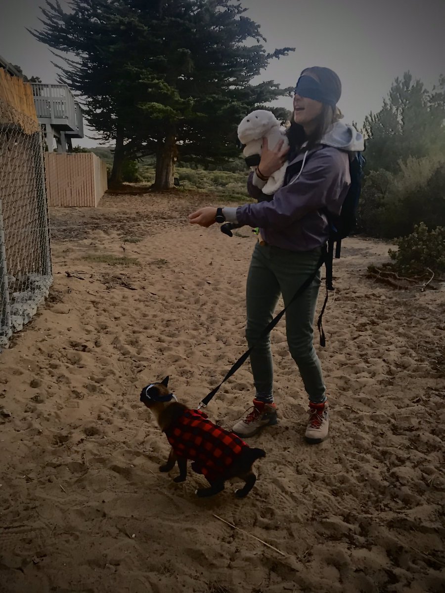 CoachNMarlowe's tweet photo. H💀PP👻 H💀LL😈W🎃🎃N

Role of Boy: Gucci 😸
Role of Girl: Louie 😼

#BirdBox #Halloween https://t.co/554b4WI5NX