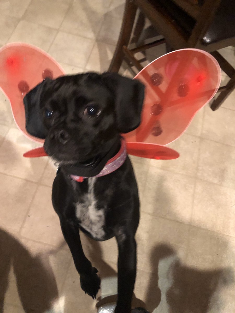PepperBrown6's tweet photo. It’s Halloween!! Trick-or-treat!! https://t.co/xxUGkRSbyi