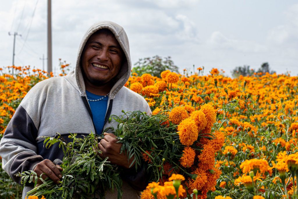 mexdesconocido's tweet photo. Nos fuimos a Puebla a conocer un campo de flor de cempasúchil. Te contamos nuestra experiencia y algunas cosas que aprendimos sobre esta flor tan típica de la temporada. https://t.co/LaXU9dIlVj https://t.co/gEpLkOXBMg