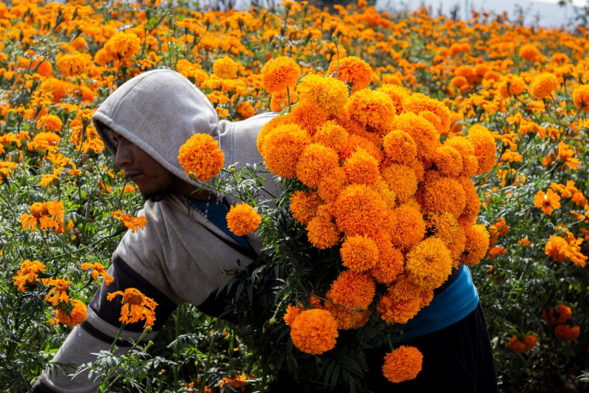 mexdesconocido's tweet photo. Nos fuimos a Puebla a conocer un campo de flor de cempasúchil. Te contamos nuestra experiencia y algunas cosas que aprendimos sobre esta flor tan típica de la temporada. https://t.co/LaXU9dIlVj https://t.co/gEpLkOXBMg