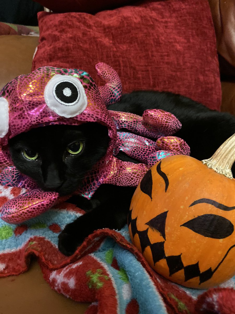 shadowandluna's tweet photo. #HappyHalloween🎃😺👻 #CatsOfTwitter #blackcatsrule #shadow&amp;luna https://t.co/kNt4GdbCa9