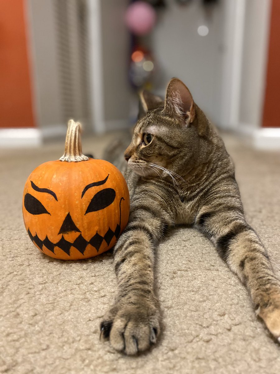 shadowandluna's tweet photo. #HappyHalloween🎃😺👻 #CatsOfTwitter #blackcatsrule #shadow&amp;luna https://t.co/kNt4GdbCa9