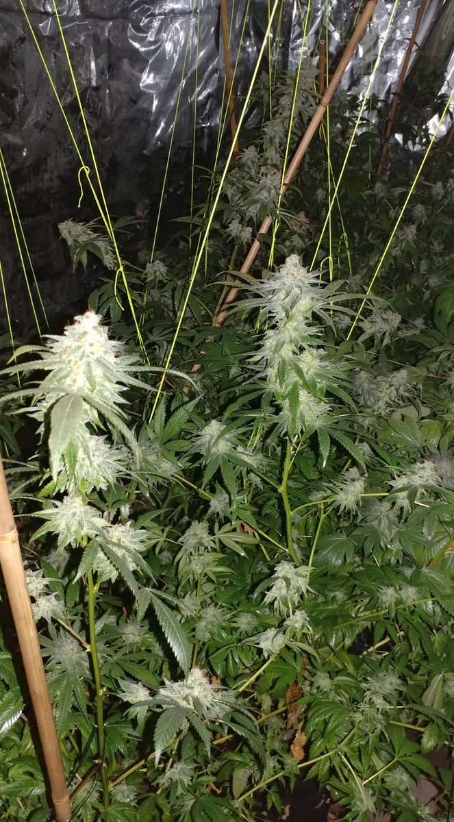 I have been MIA for a little while but I'm making moves to better mine and my family's lives! I recently applied for my commercial grow license if you could follow my other account I would be grateful. <a href="/ThumbLessGrower/">ThumbLess Alikchi</a>