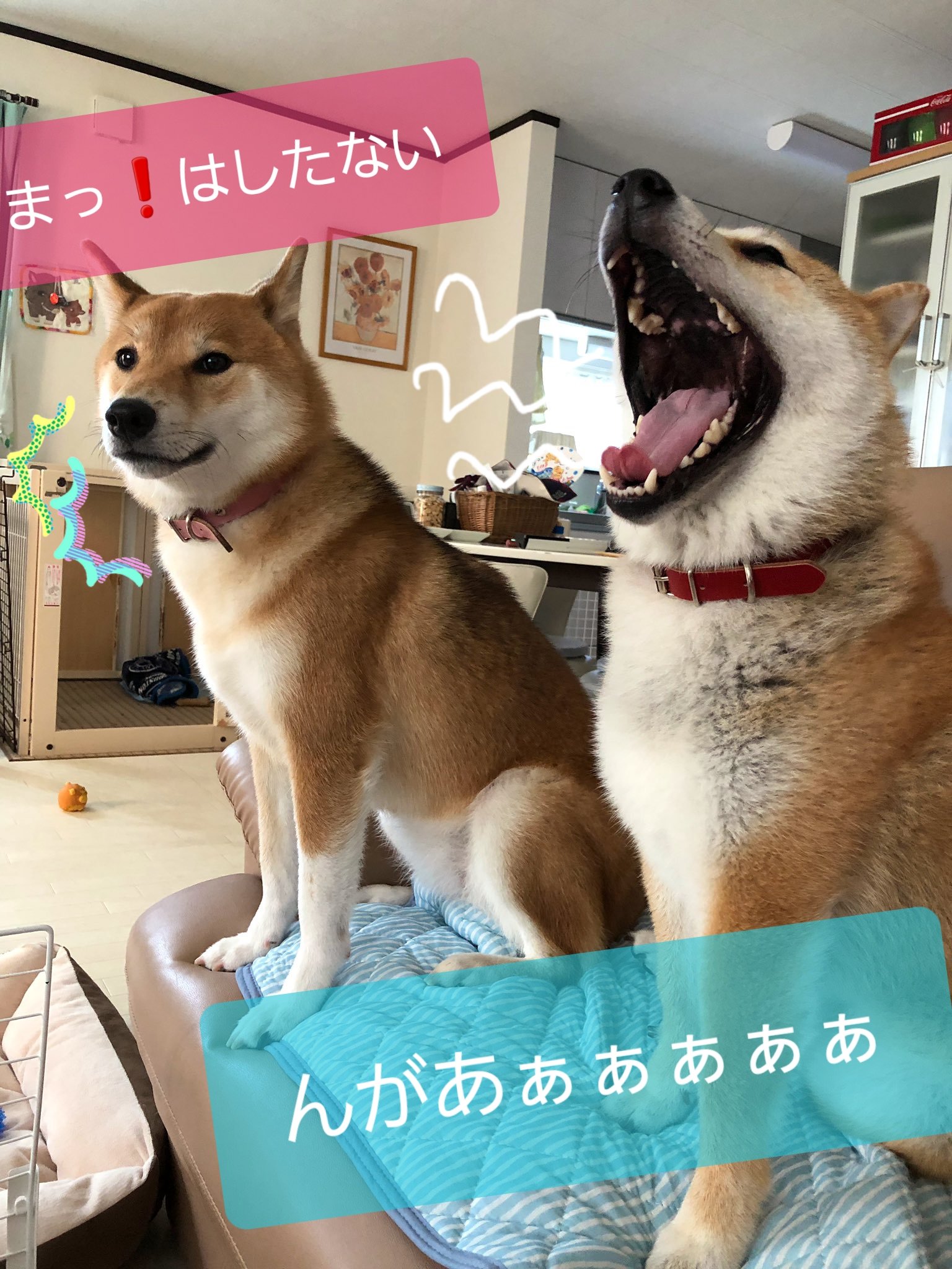耶摩 やま ユキマニ オペラー 早く柴犬飼いたい 柴犬おちり大好き 後頭部も可愛い 見返り美犬 ガルルルしても 可愛い アクビしても可愛い とにかくどの部位も可愛い 犬の日 T Co Eylftc7mom Twitter