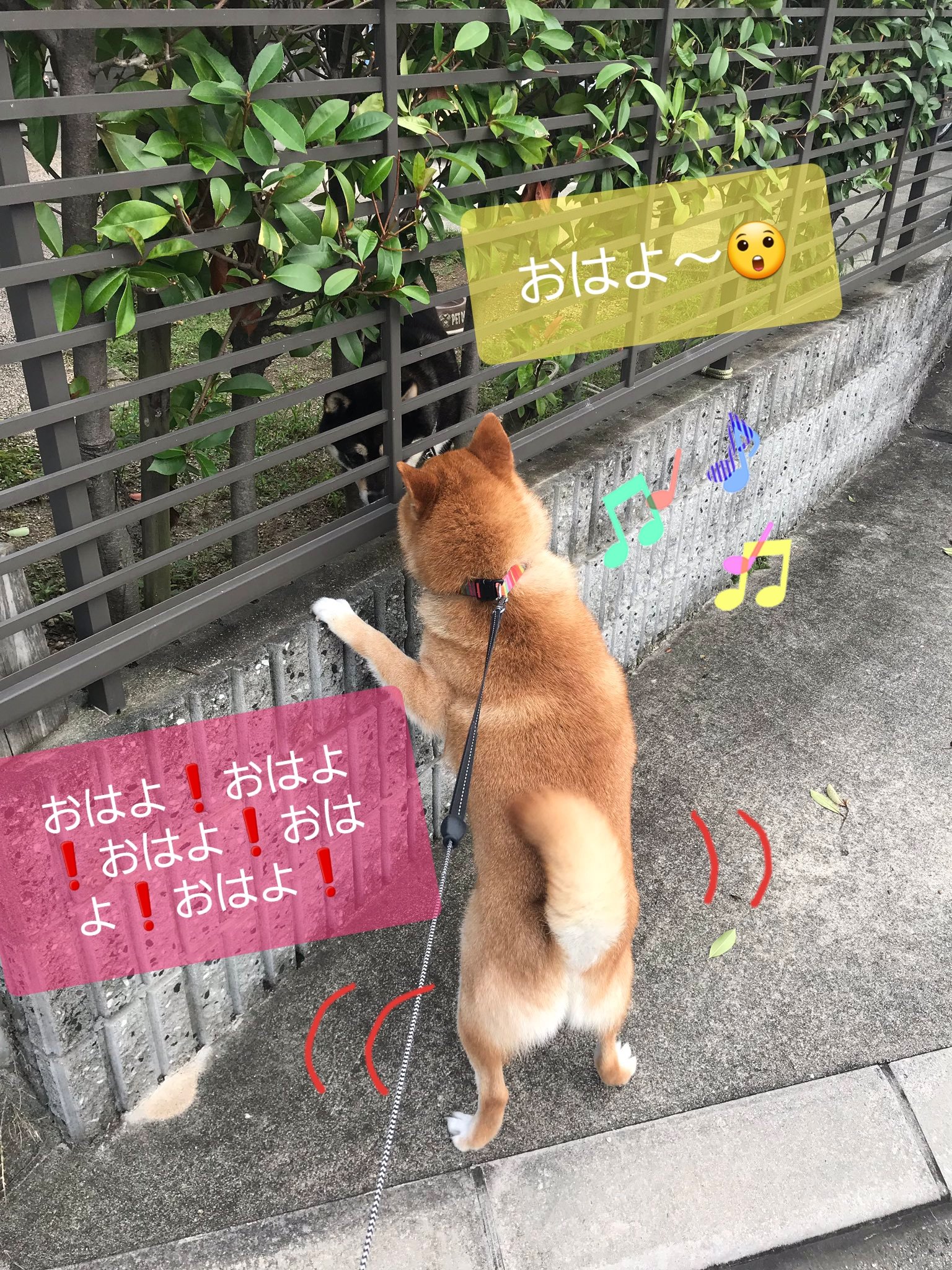 耶摩 やま ユキマニ オペラー 早く柴犬飼いたい 柴犬おちり大好き 後頭部も可愛い 見返り美犬 ガルルルしても 可愛い アクビしても可愛い とにかくどの部位も可愛い 犬の日 T Co Eylftc7mom Twitter