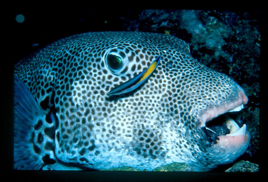 1World1Ocean's tweet photo. #DidYouKnow: Certain species of fish have teeth. Enjoy sleeping tonight. 😱
📸: @MacFreeFilms
.
.
.
#HappyHalloween #spooky #fish #catchandrelease #1world1ocean #fishteeth #ocean #conservation https://t.co/lChsh2tHqH