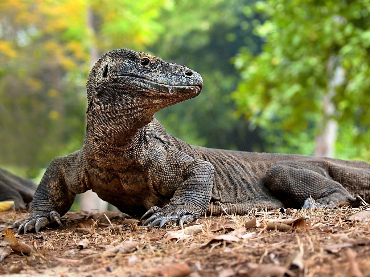 dinoesculturas's tweet photo. #Dimetrodon - Fotocomposición / Photo composition https://t.co/z2GSzt7qdu