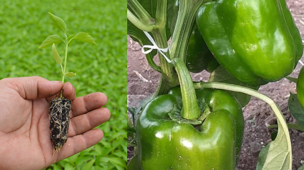 FloridaSeeds's tweet photo. @pdrufl at @SWFREC, @UF_IFAS awarded a 4-year, $3 million grant from @USDA_NIFA, to lead research into ways to reduce bacterial diseases in #peppers, together with @NCState @universityofga @OhioState @AuburnU @USDA_ARS. 
https://t.co/oxiiSlXkHJ
Photo Courtesy: @FloridaSeeds https://t.co/oLwL1p23f7