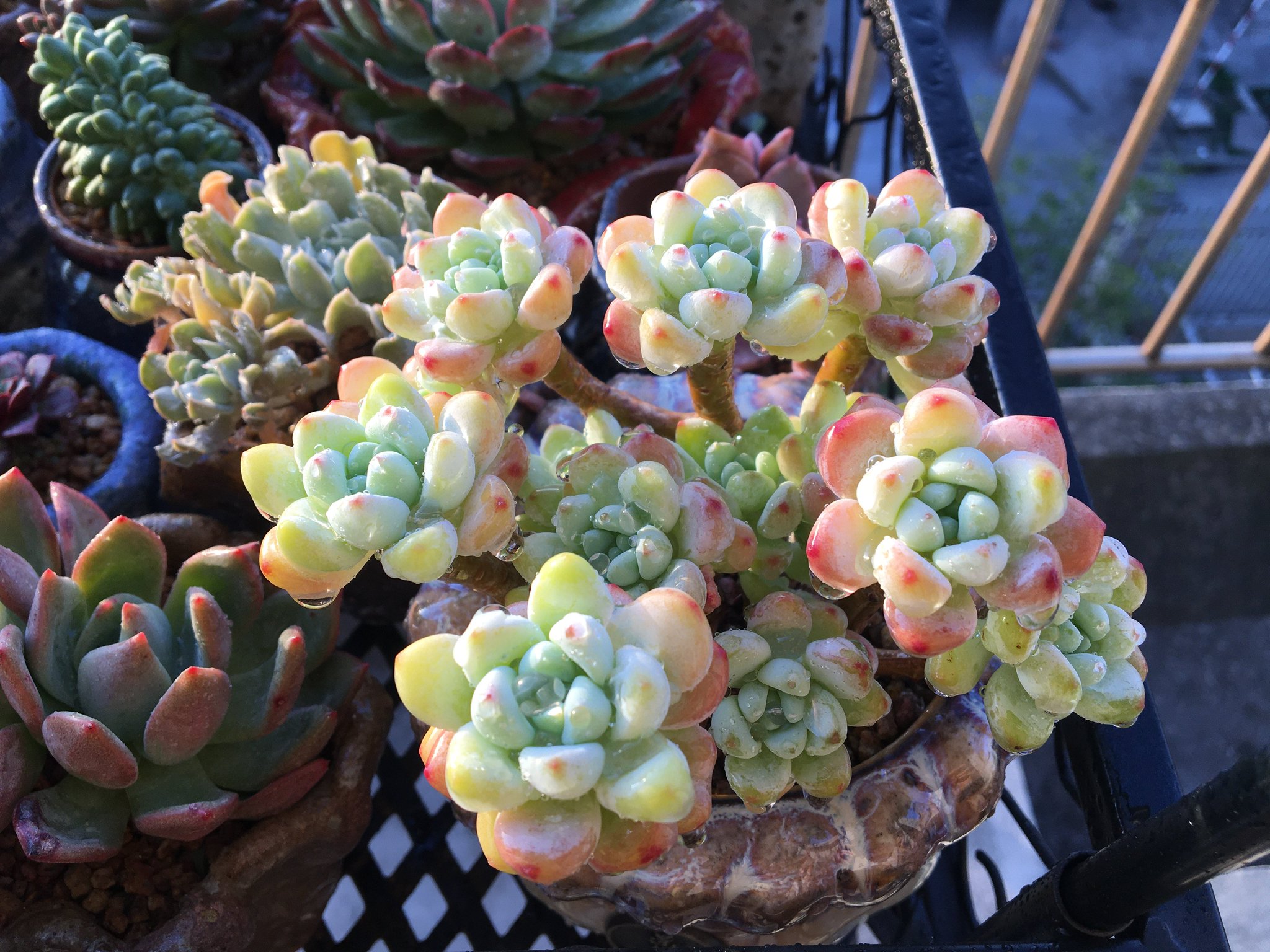 ダイヤモンドアートクラブ【多肉植物】 ダイヤモンドアート 多肉植物 - メルカリ