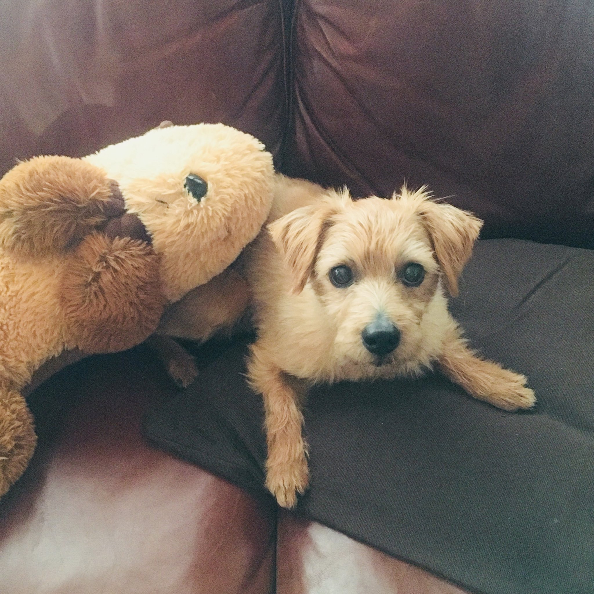 かりたひかり 犬の日ということで主役のお二方を 犬の日 ノーフォークテリア ケアンテリア