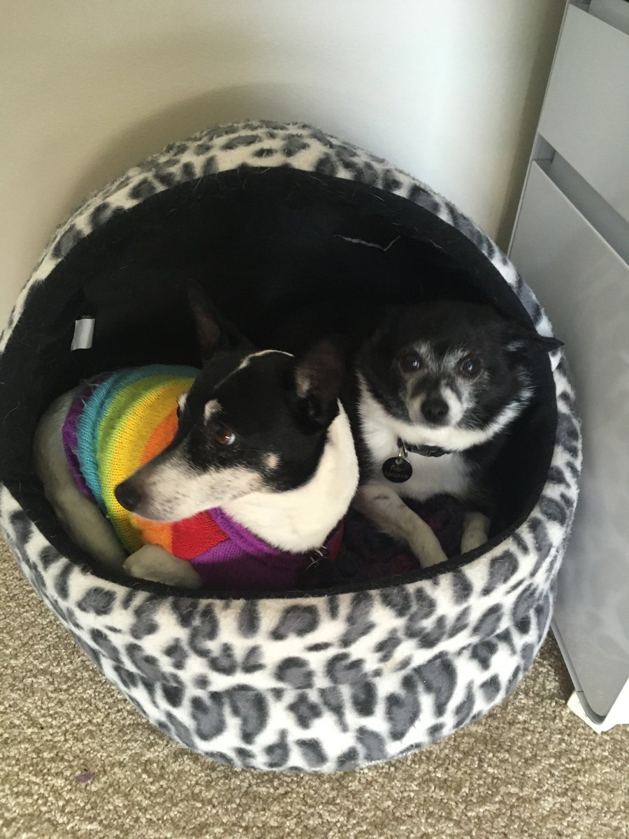 jadeedward's tweet photo. @timacdonald87 doggos as requested - thanks for your excellent elocution on Expressive Eloquent Collections for @LaraconAU!
#puppers #dogversity #snugglehounds https://t.co/rA04X7XzwC