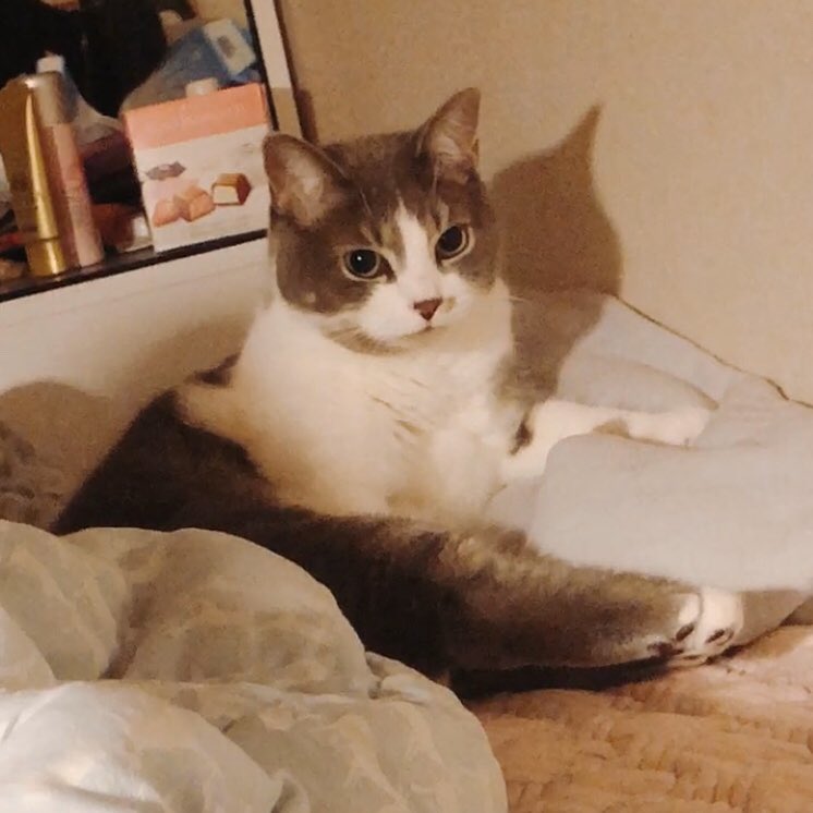 달리의 나날 tweet media