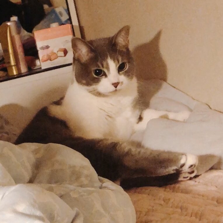 달리의 나날 tweet media