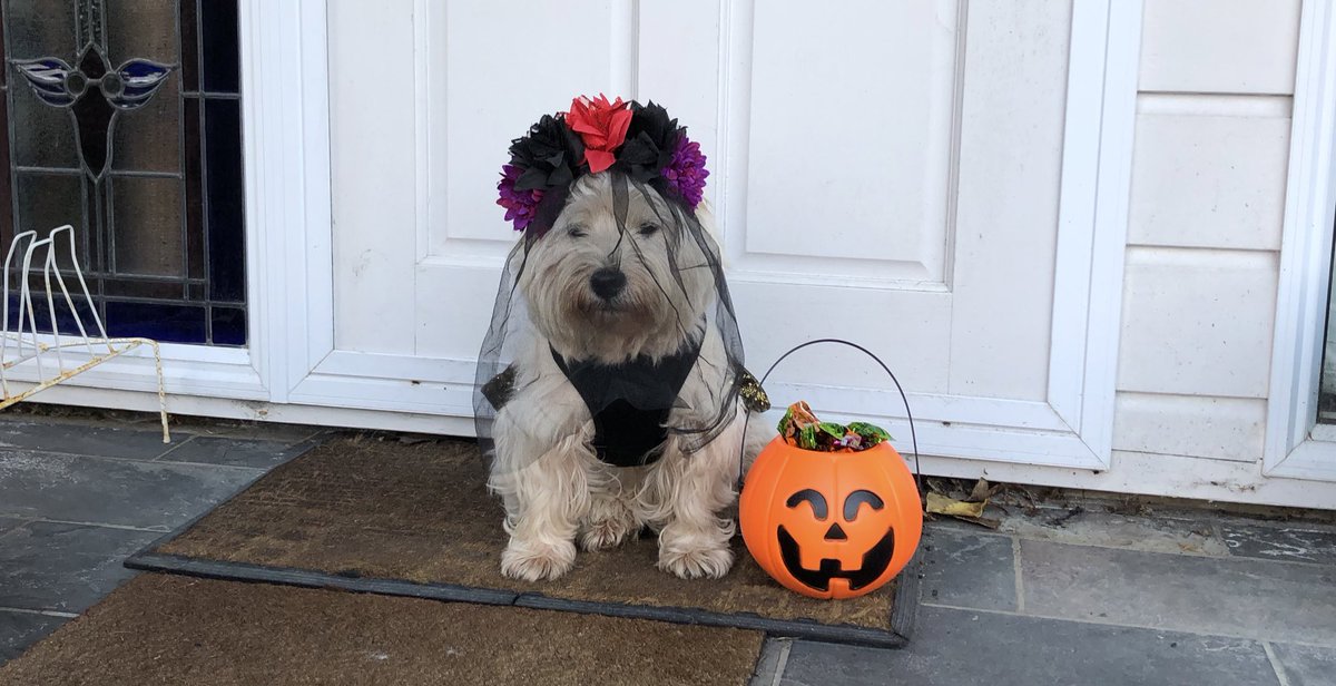 AmandaTJade's tweet photo. Trick or treat 👻 Kopi loves greeting the trick or treaters every year! #howloween #Halloween19 https://t.co/IHywhPUayl