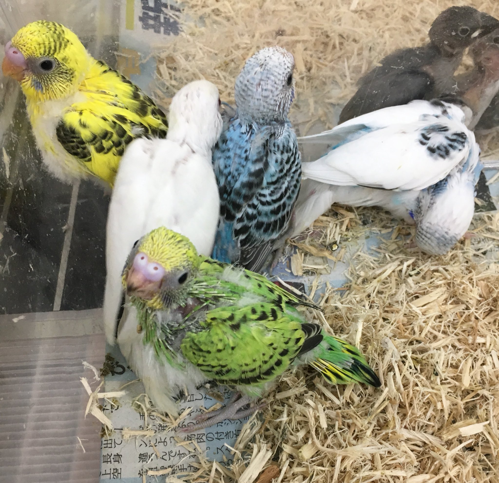 マナウス津白塚店 次はこちら セキセイインコの雛です インコを代表する鳥で 愛嬌もあり鳴き声も小さめで初めて飼うのにおススメです カラーは 緑と青のオパーリン 白と黄のハルクイン アルビノ となっております 近日発売予定です ペットショップ