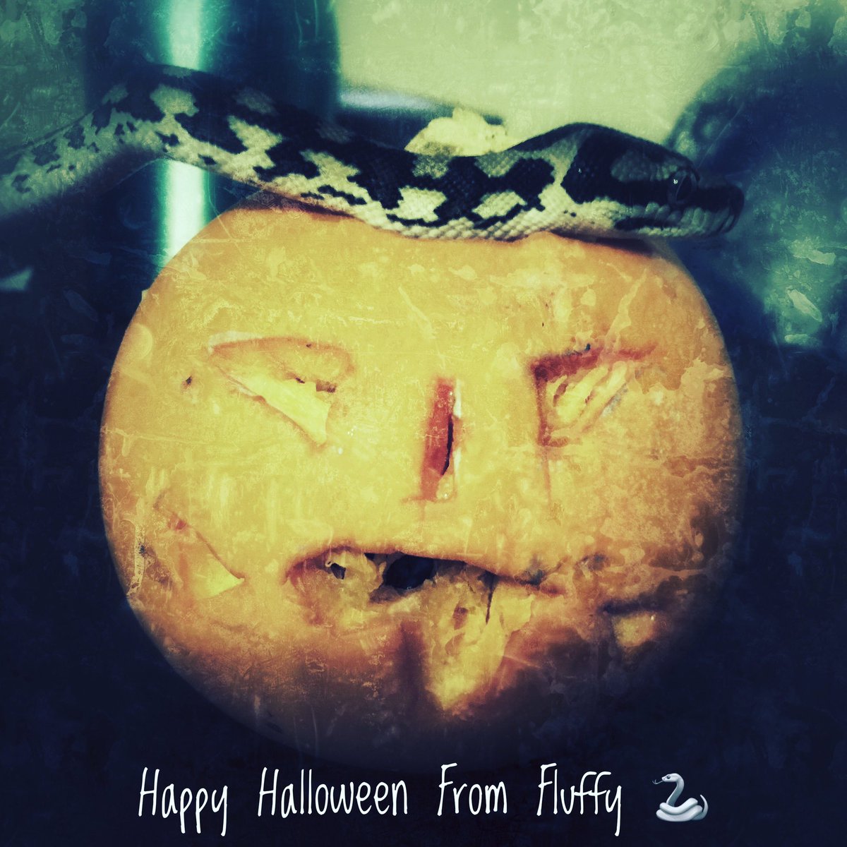DragonflyMarti's tweet photo. Blessed Samhain to my friends in the north &amp; a blessed Beltane here in the south. #fluffythesnake #samhain #beltane #halloween #pumpkin #jackolatern #petsnake https://t.co/GNeiS4illv