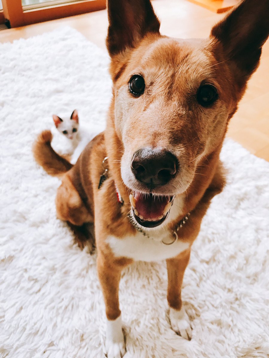 111 #犬の日 