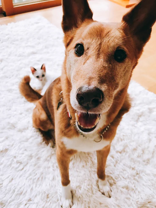 111 #犬の日 