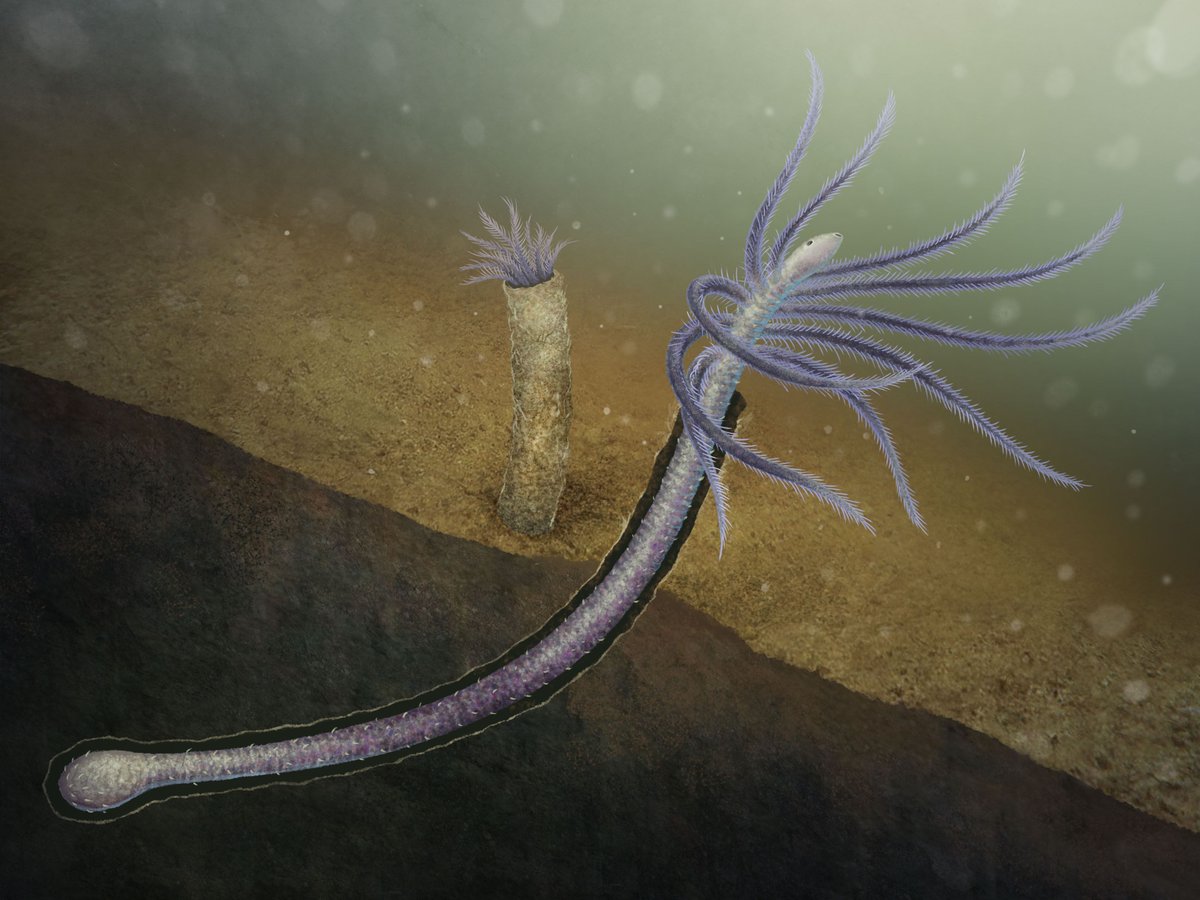 vjamoore's tweet photo. The enigmatic Facivermis, a worm-like invertebrate from 500 million years ago
It's #FossilFriday but you should join us on Saturday 2 Nov @morethanadodo for our #ScienceShort with @Ecdysozoan to find out about this and other fascinating #FirstAnimals
Free! https://t.co/f6vi2Yfosb https://t.co/K83Q9Z8uWr