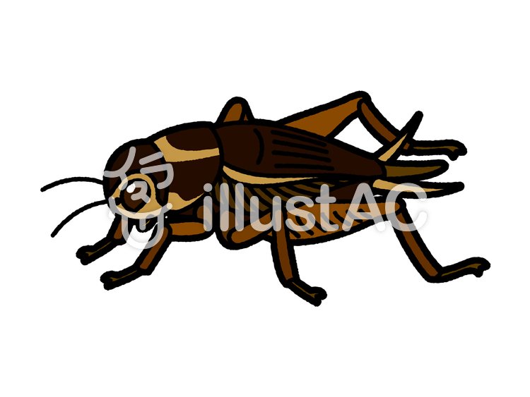 へのへの コオロギを描きました T Co Dwqnk3uxai 無料イラスト フリー素材 虫 コオロギ エンマコオロギ