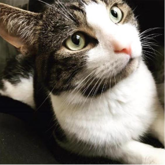 cpcheltenham's tweet photo. Meet Trevor! 😻

This affectionate &amp; friendly cat is 3 years old &amp; is looking for a new home where he can be the only pet.

This beautiful boy adores attention &amp; would make a fantastic companion 🐾🐈

Can you give Trevor a home? 😺

https://t.co/Y1dOnqlle7 https://t.co/ALqNheVpIe