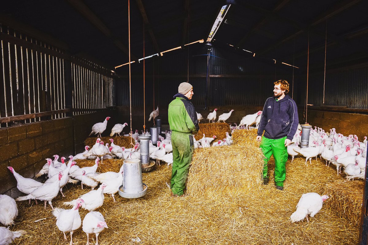 kirksturkeys's tweet photo. We use our own straw to use as bedding and play bales for our traditional turkeys in the farm sheds #traditionalturkey #whiteturkey #straw #ordernow #1stnovember #farmfresh #buymyturkey https://t.co/OAxdtW2nZ9