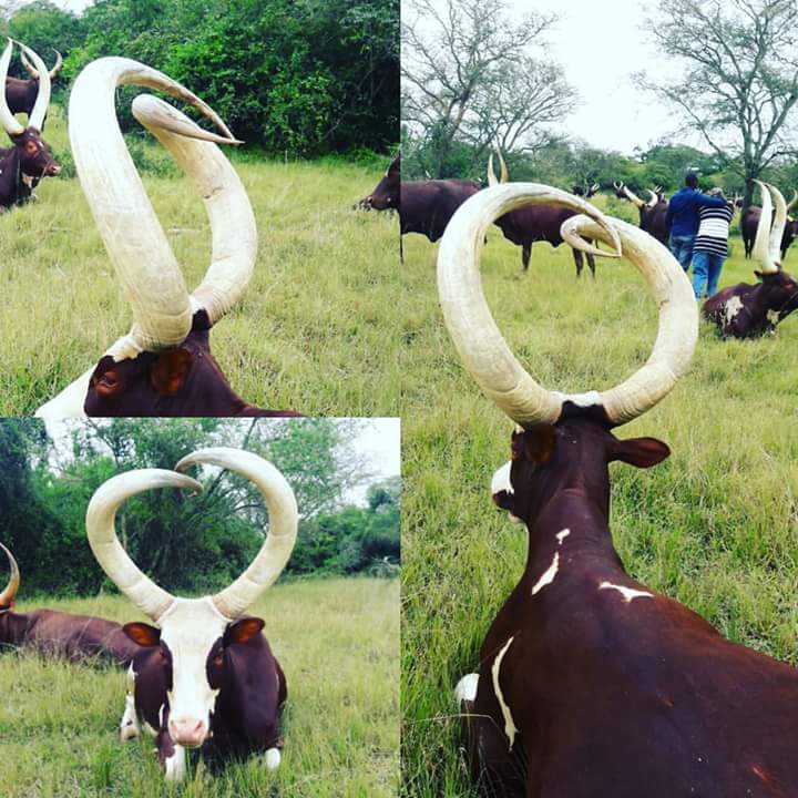 CattleAnkole's tweet image. #ankolecattle 
Ihinda in 360° for you