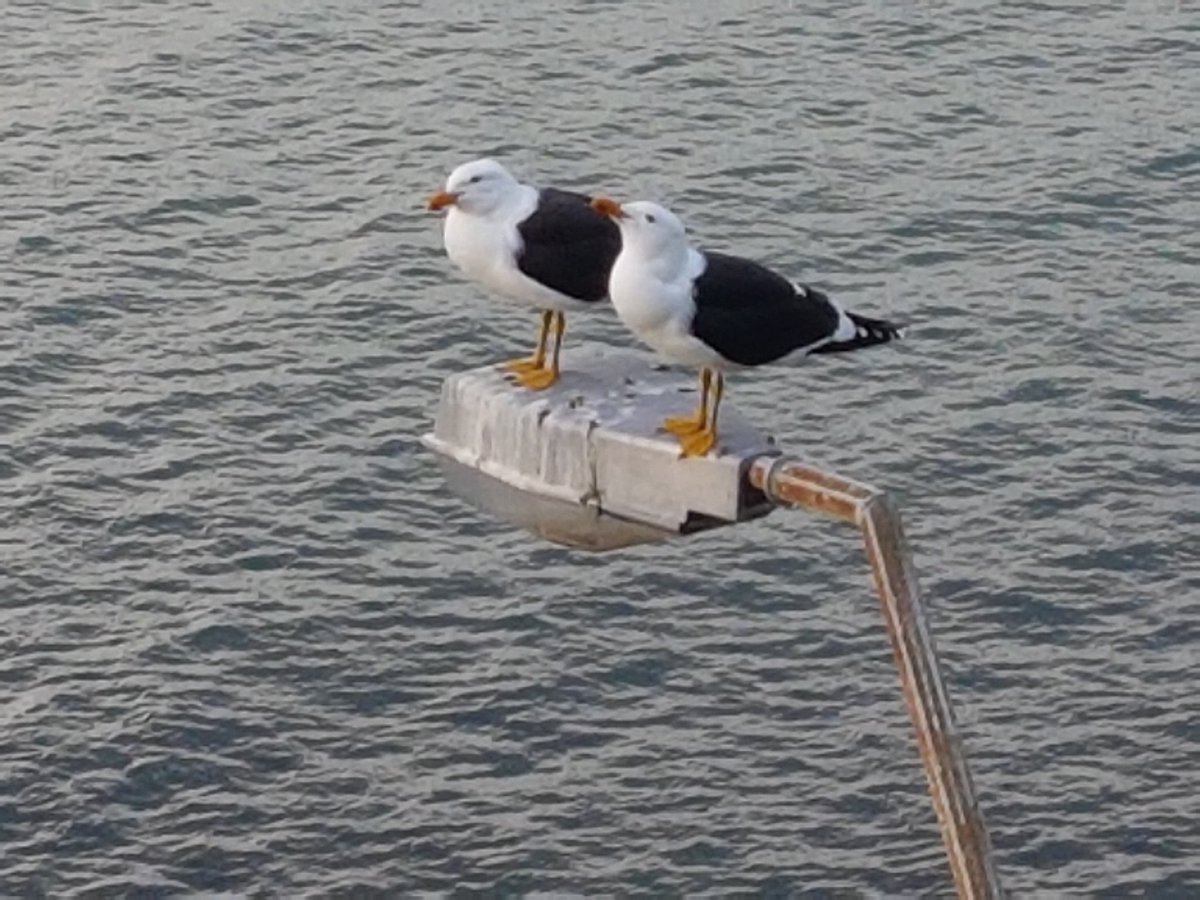 Happy Halloween! This couple outside my deck are auditioning for  "The Birds" remake...