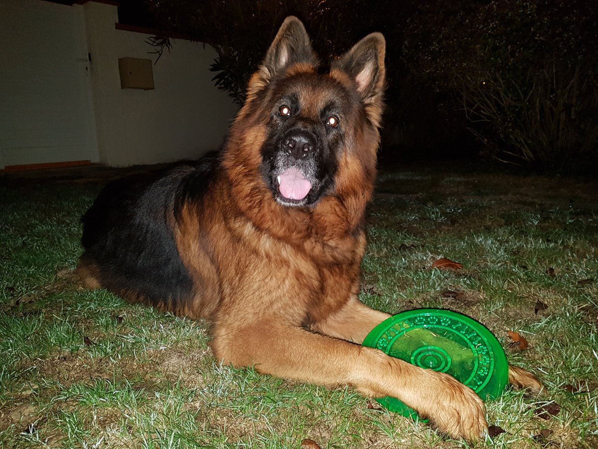 AnimoRecre's tweet photo. Un beau loulou de 4 ans Mr. Lago un adorable chien 😍🤗

#recreanimo #pourlamourdesanimaux #chien #doglover #dog #petsitting #dogoftheday #petsitter #toulouse #lamourdesanimaux #animaux #30millionsdamis #love #beautiful #picoftheday #photooftheday #photography #cute #lovecats https://t.co/WgIEKyf6ir