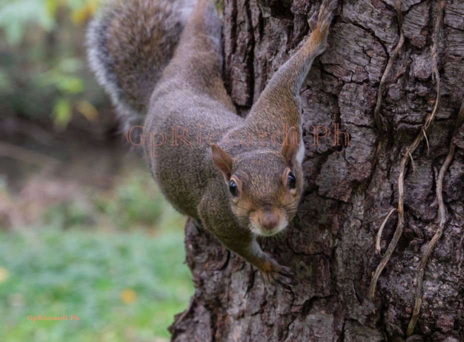 gp_riccardi's tweet photo. Voglio una #vitaspericolata
voglio una vita come quelle dei film 🐿️
#squirrel #scoiattolo #legnano #parcoCastello https://t.co/4XhDi9MXZ9