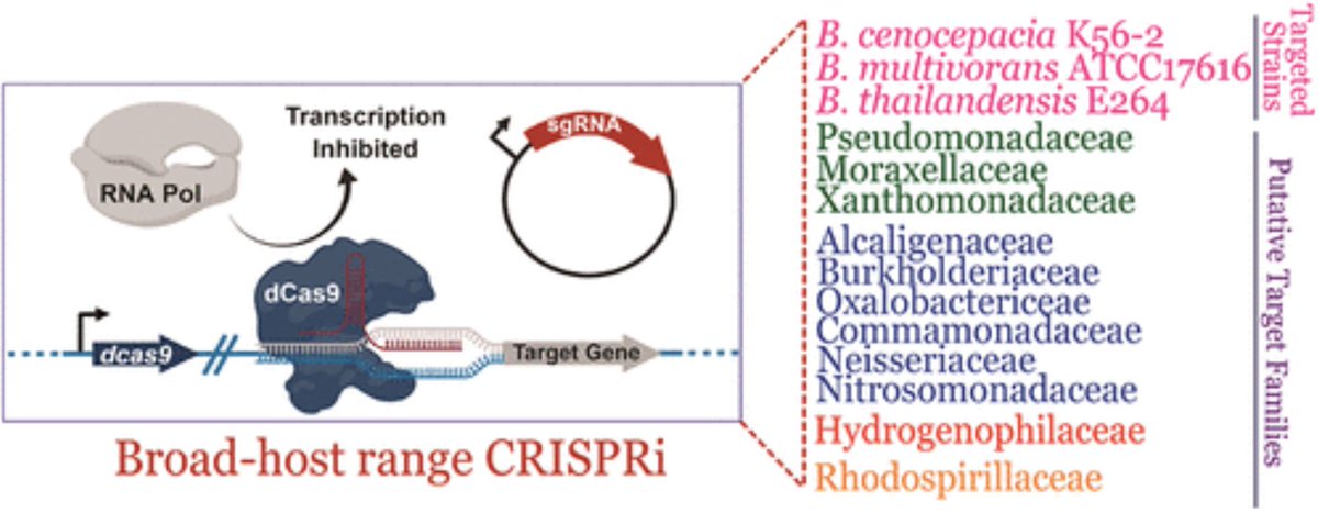 Addgene (@addgene) on Twitter photo Check out this CRISPRi toolkit for silencing gene expression in #Burkholderia from Silvia Cardona's lab <a href="/cardona_lab/">Silvia Cardona</a>. They also putatively identified 67 genera of Proteobacteria that could be modified with this toolkit. A great tool for #microbiologists! hubs.ly/H0lz54T0 Check out this CRISPRi toolkit for silencing gene expression in #Burkholderia from Silvia Cardona's lab <a href="/cardona_lab/">Silvia Cardona</a>. They also putatively identified 67 genera of Proteobacteria that could be modified with this toolkit. A great tool for #microbiologists! hubs.ly/H0lz54T0