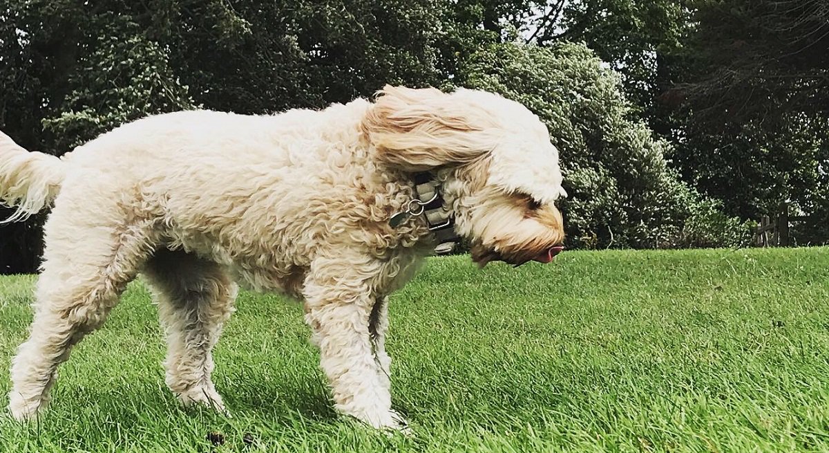 Nintex's tweet photo. Stop swimming upstream! #NintexPet, Edie Redmane White role-plays what a life without Nintex looks like. #transformingthewaypeoplework #processmanagement #processautomation https://t.co/hGdcUhXMp6
