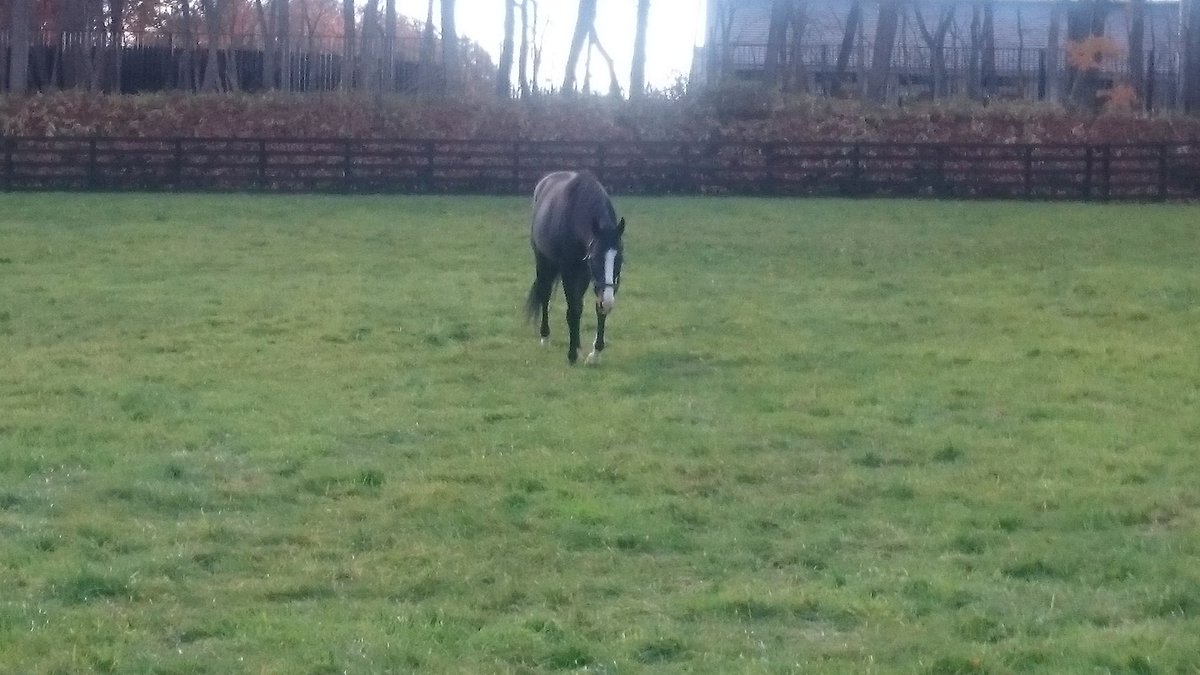 ぷちこ tweet media