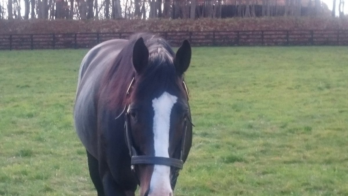 ぷちこ tweet media