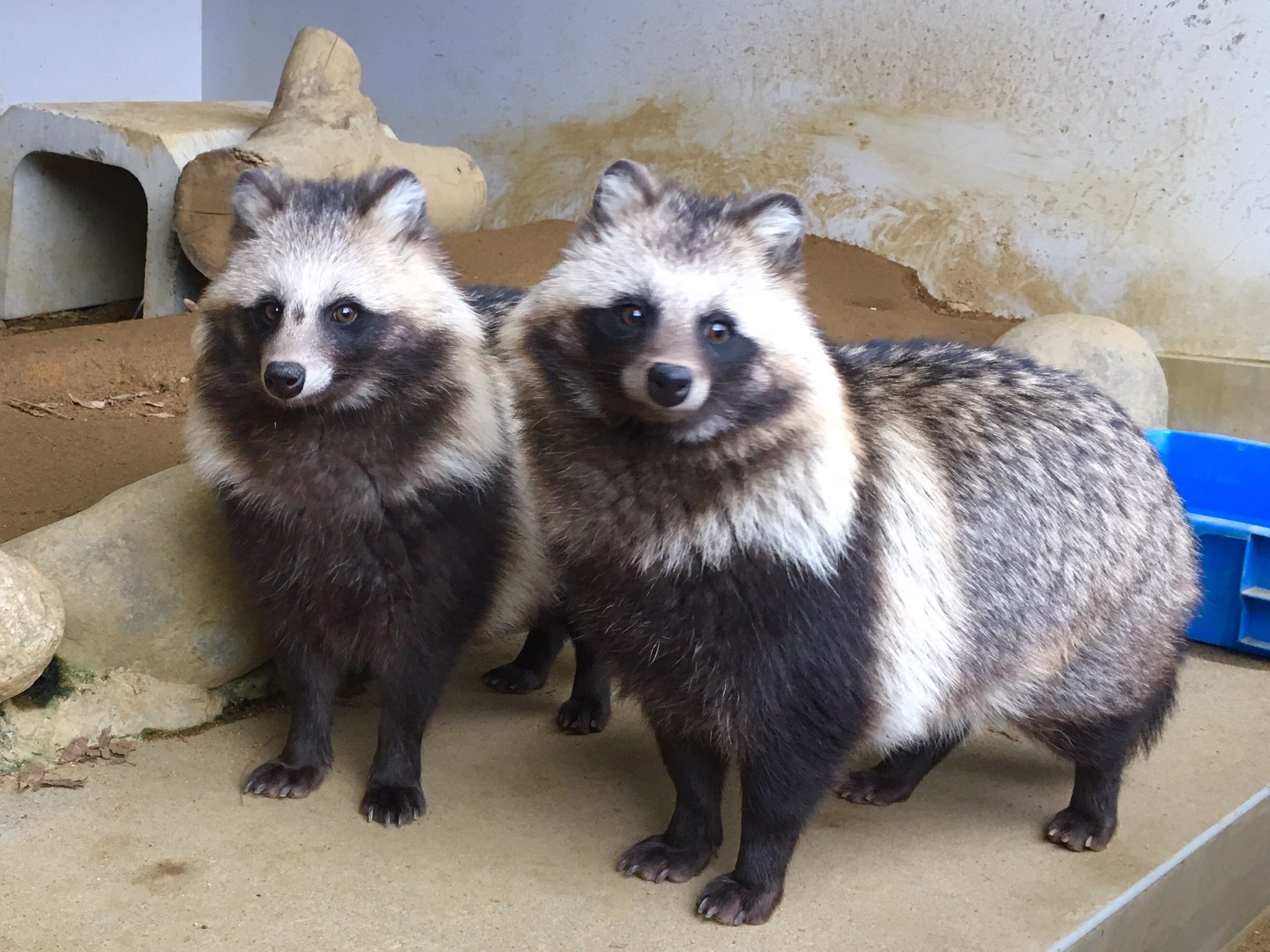 長岡市悠久山小動物園 on X: 