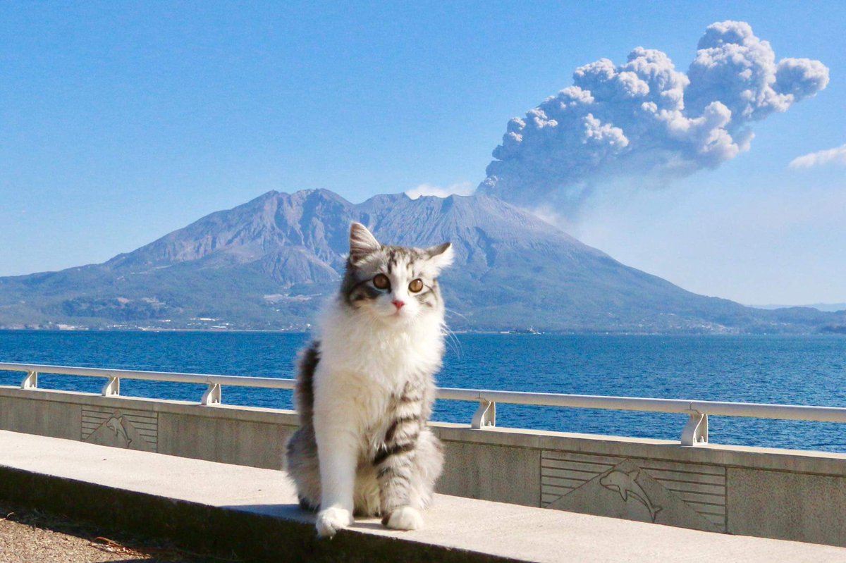 🍃
離れていても
同じ空の下

#空がある風景 #猫 #桜島