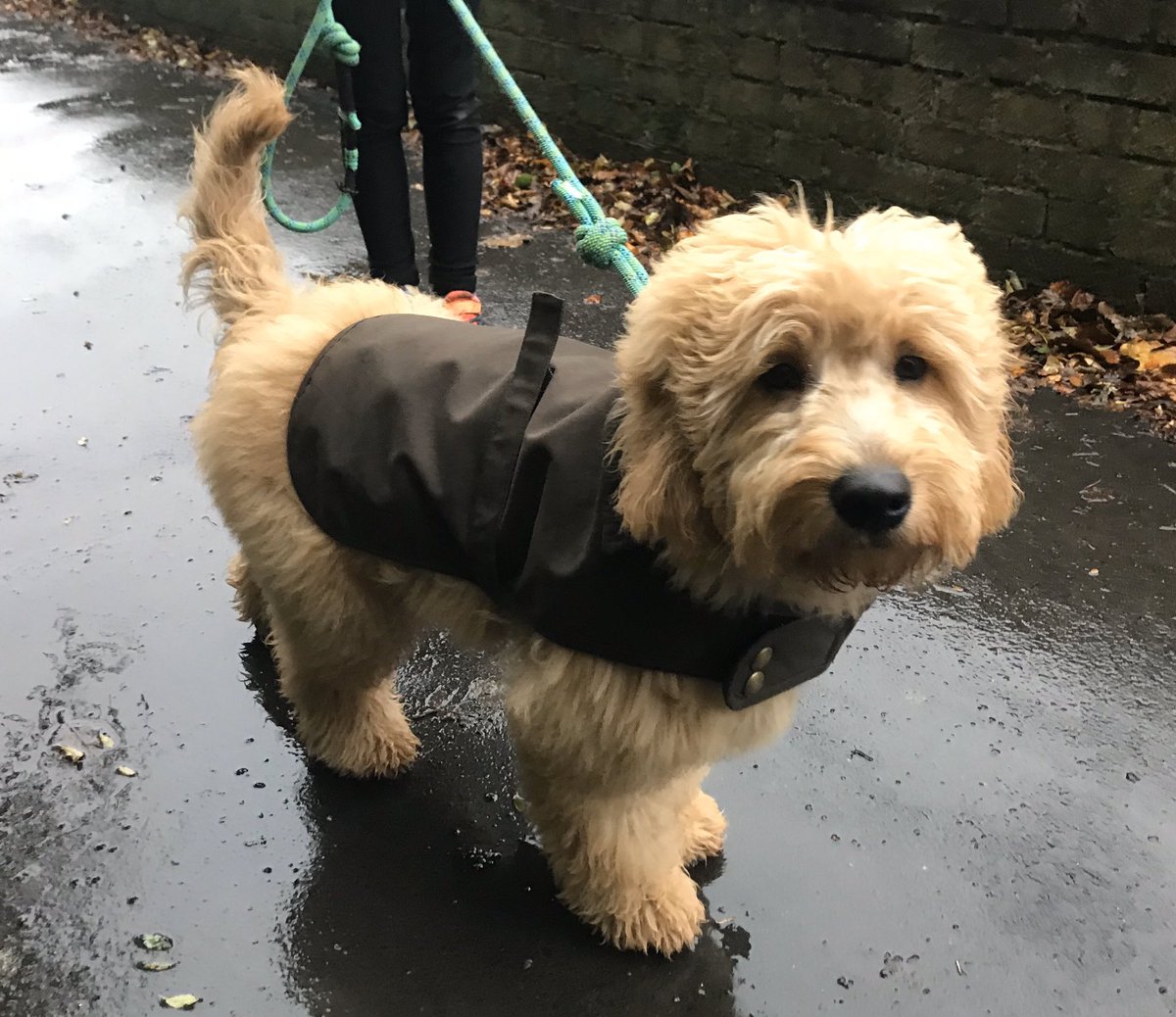 PJF27's tweet photo. Great day to test out Chase’s new @Joulesclothing wax jacket! #wetdog #dogwalk https://t.co/EVPymXNTyp