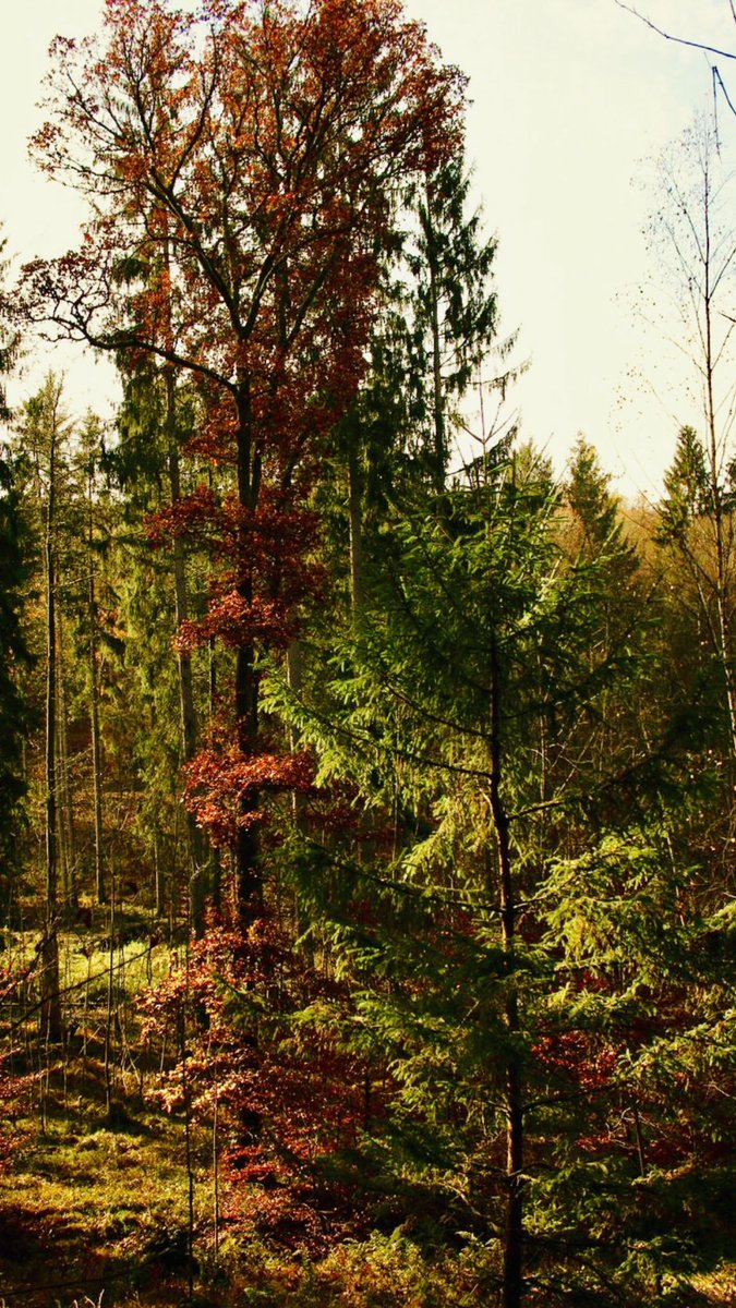 elfchen_una's tweet photo. @NatGeo Lower Franconia, Bavaria, Germany ♥️ https://t.co/wQ12XdkUYD