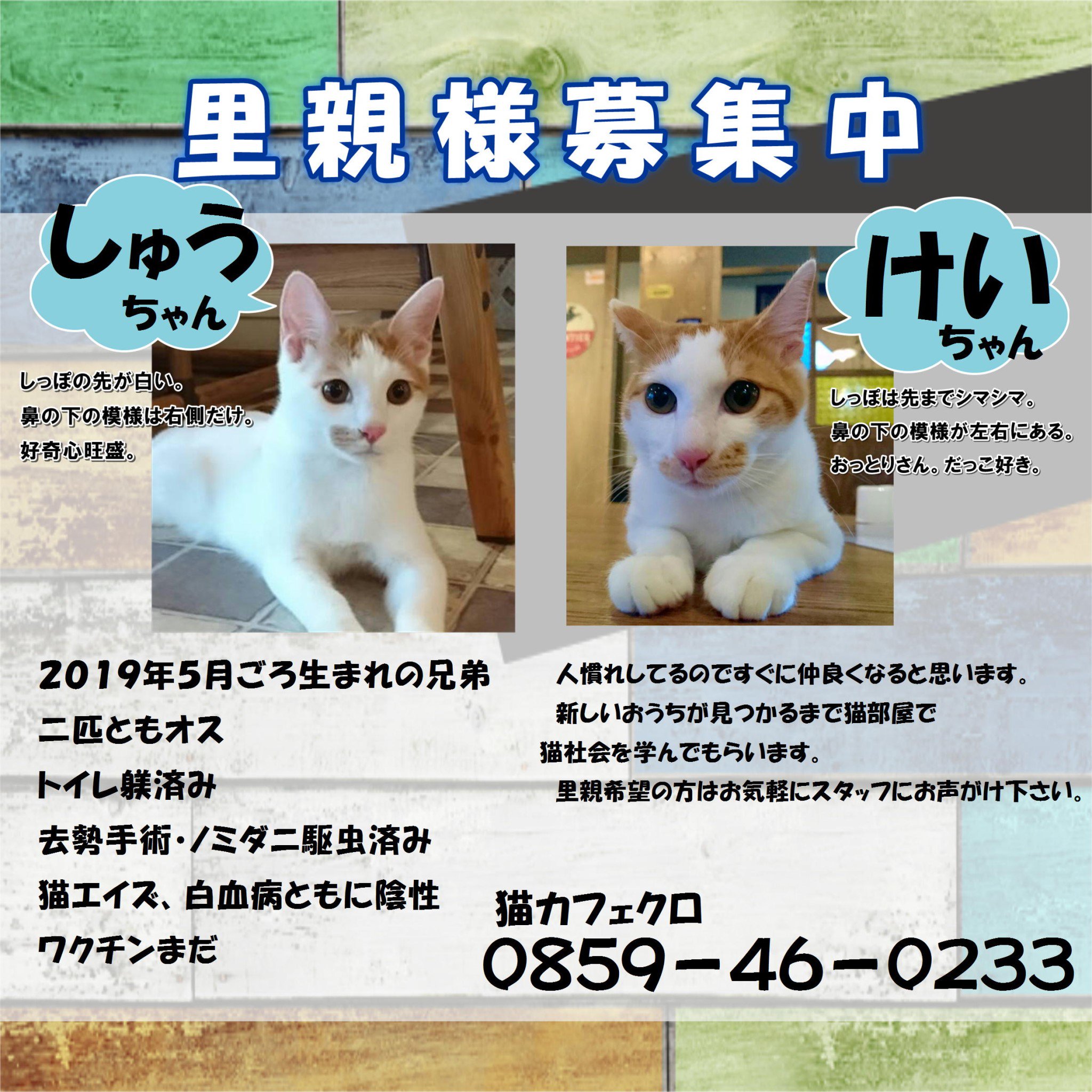猫カフェkuro 里親様募集中にゃんこのpop作りました しゅうちゃんとけいちゃん 仮 です 模様がそっくりなのでパッと見 見分けがつきませんw 今日1日放牧しましたがずいぶん馴染んできましたよ かわいい二匹に会いにきて下さいね 猫カフェkuro 猫カフェkuro 里親様募集中にゃんこのpop作りました しゅうちゃんとけいちゃん 仮 です 模様がそっくりなのでパッと見 見分けがつきませんw 今日1日放牧しましたがずいぶん馴染んできましたよ かわいい二匹に会いにきて下さいね 猫カフェkuro