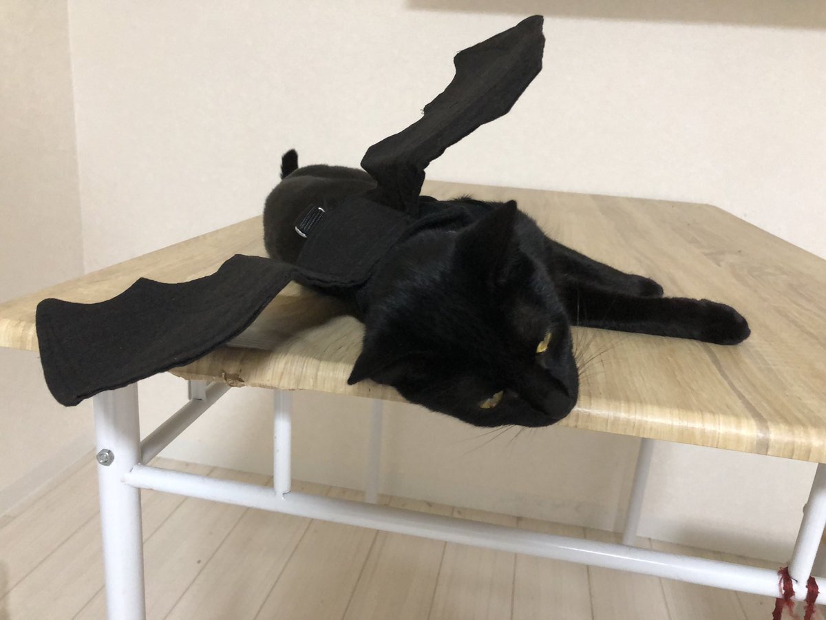 コウモリ猫 Twitter Suche