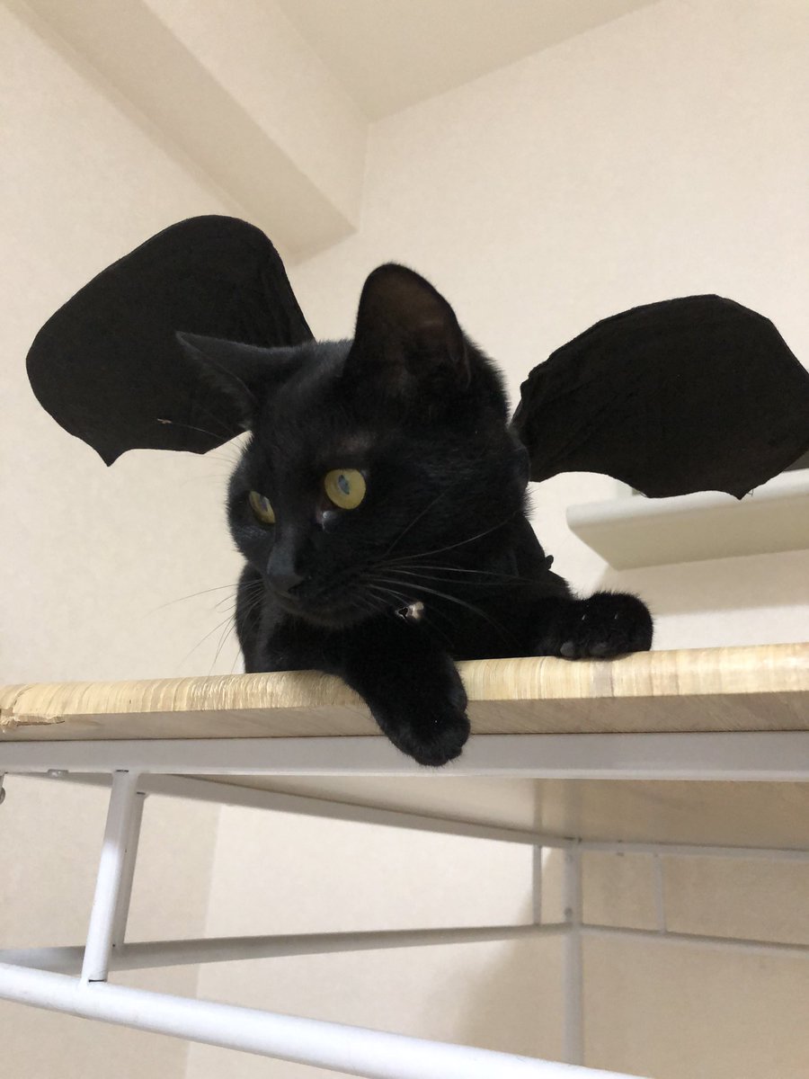 コウモリ猫 Twitter Suche