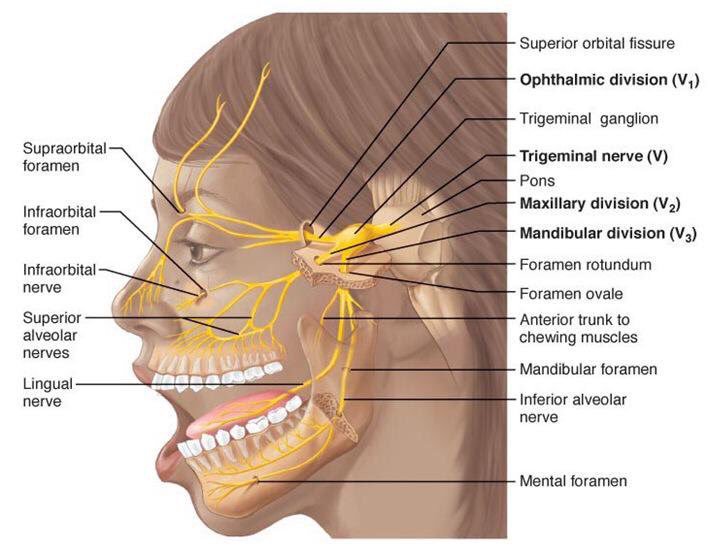 как проходят нервы на лице. как проходят нервы на лице. нервы головы тройничный нерв. как проходят нервы на лице. тройничный нерв топографическая анатомия.