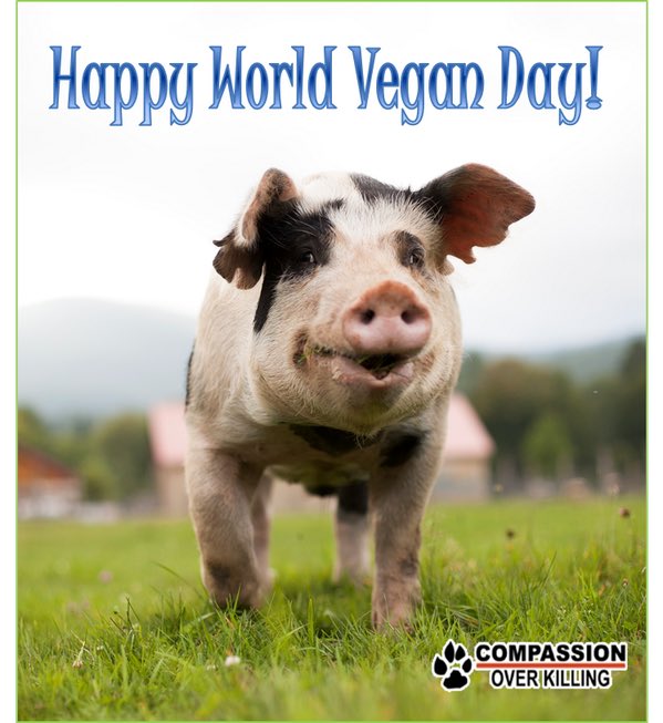 Happy #WorldVeganDay <a href="/BlackStonePrint/">BlackStone Printing LTD</a> <a href="/HitzoneAshford/">HITZone Ashford</a> <a href="/PowerhouseTW15/">The Powerhouse 21</a> <a href="/TraceyC36680678/">Tracey Carter</a> <a href="/CozyFloorz/">Cozy Floorz</a> <a href="/Xav_Anderson/">Xav Anderson - Clockwork City</a> <a href="/ashfordflowers1/">Sonia Bona</a> <a href="/Footcorner3/">Foot Corner</a> <a href="/gracie65h/">grace hewitt</a> <a href="/bangandscratch/">Bangham and Scratchett</a> <a href="/Tastybite4/">Tastybite</a> <a href="/JewellersAnupam/">Anupam Jewellers</a> <a href="/Lockwoodlettin1/">Lockwood lettings & management</a> <a href="/hailwood46/">John Ward</a> <a href="/GoodbarnesHire/">Goodbarnes Hire</a> <a href="/ellawoodsoaps/">Ella Wood - Perfectly Natural</a>