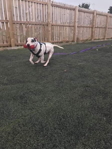 FindingFureverHomes tweet media