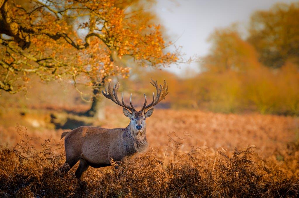 Hello November 

#deer #deerpark #woburn #autumn #leaves #winter #christmas #snow #november #walk #countryside #walks #freshair #local #miltonkeynes #bedford