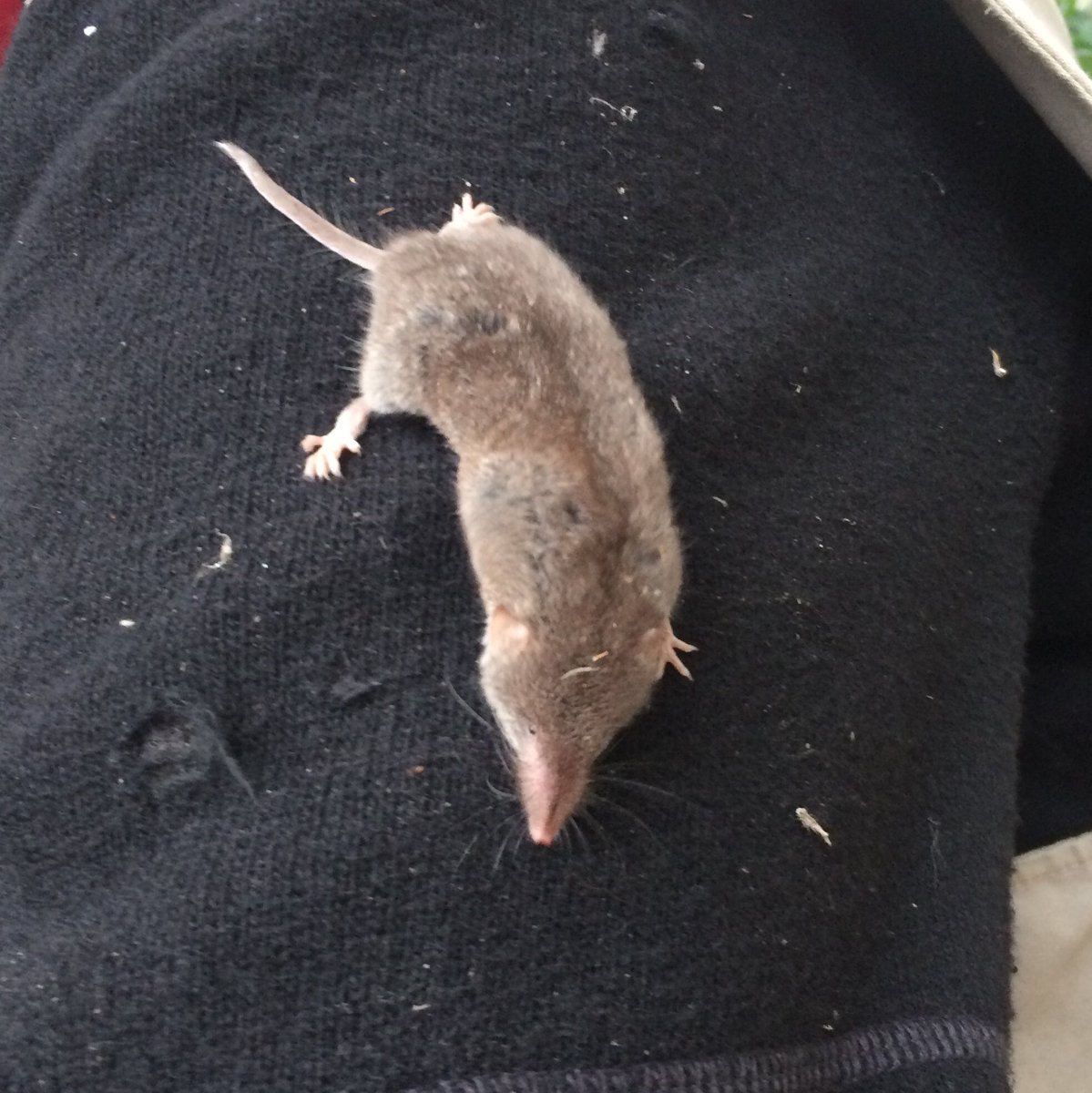 AudeLalis's tweet photo. Small mammals survey - trapping in PZP #parczoologiquedeparis #urbandiversity #MNHN #ISYEB @Le_Museum https://t.co/orQBjs7rvK