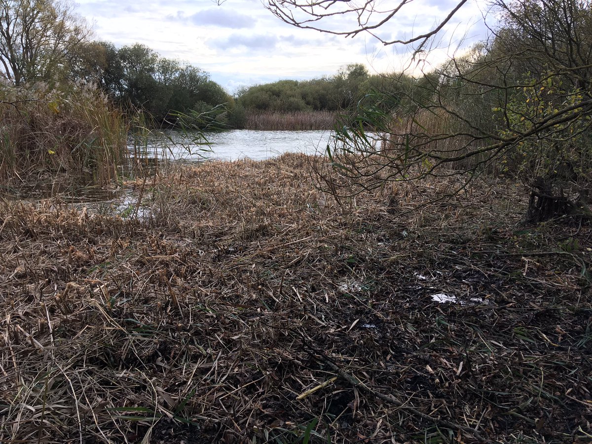 RMCPnews's tweet photo. It’s been a busy week for us, as the rain stopped for a few days. We have been cutting back the reeds and willow regrowth at Romney Warren. Thanks to all the conservation volunteers for their hard work! #SunnySpell #Volunteering #RomneyMarsh @fstonehythedc @NaturalEngland https://t.co/i3bPFFlGHg